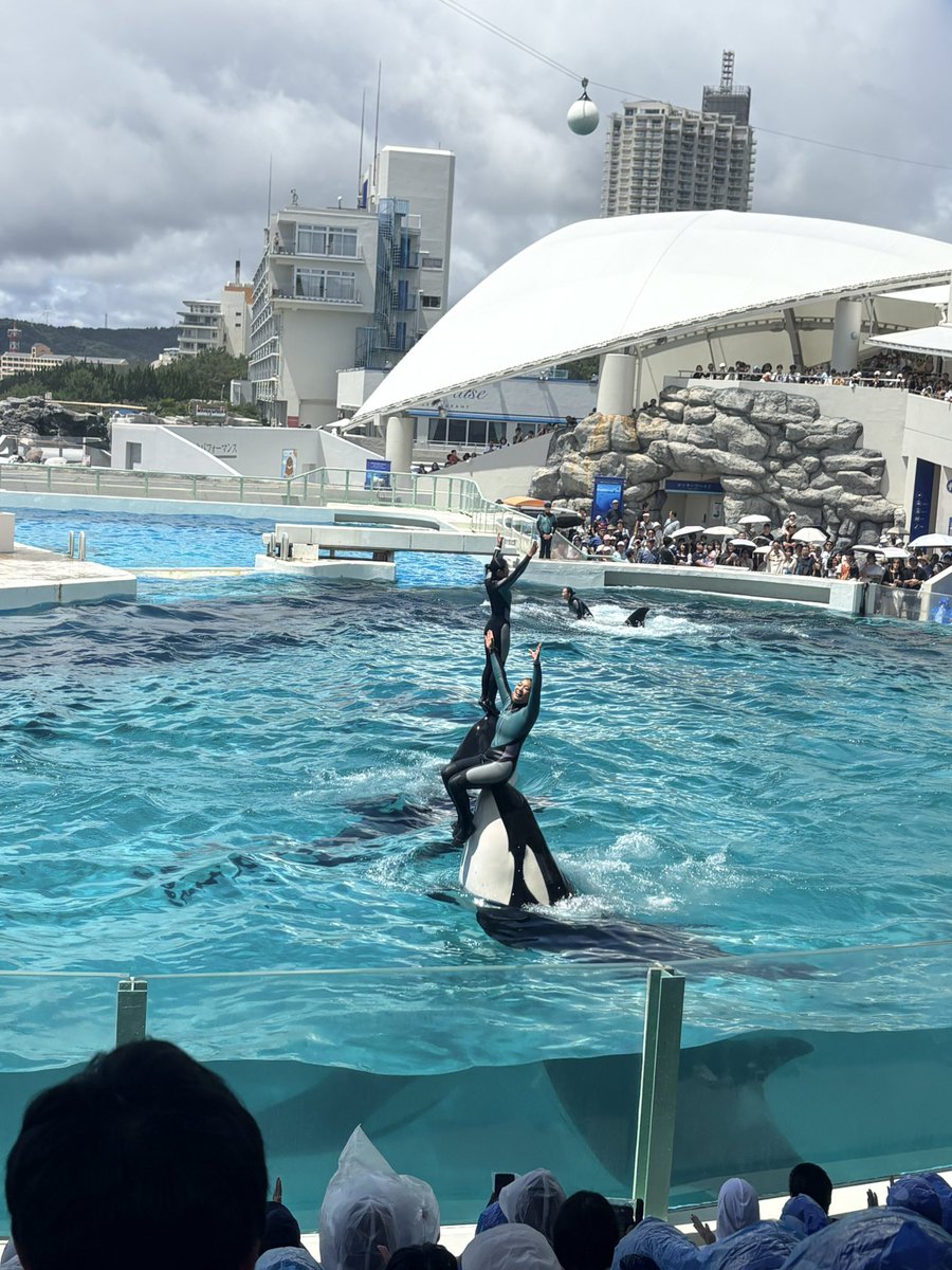 mmpenpen's tweet photo. 7\19

個人的にＦさんの手が大好き。
指の先、つま先、姿勢がバレリーナ🩰の如く美しいと思ってます。観客を見つめる眼差しが高貴すぎて直視できないほど🥹
2日目はＦさんＫさんSさんでダブルスカイロケットも見れて暑さに勝てた！

#鴨川シーワールド https://t.co/Ktg7MiCfNt