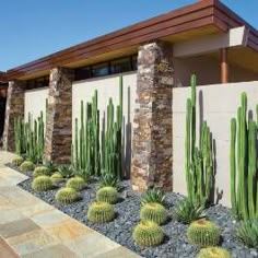 RAHFalcon's tweet photo. ¿Y por qué no decorar el jardín con plantas desérticas? https://t.co/9fpirGKvry