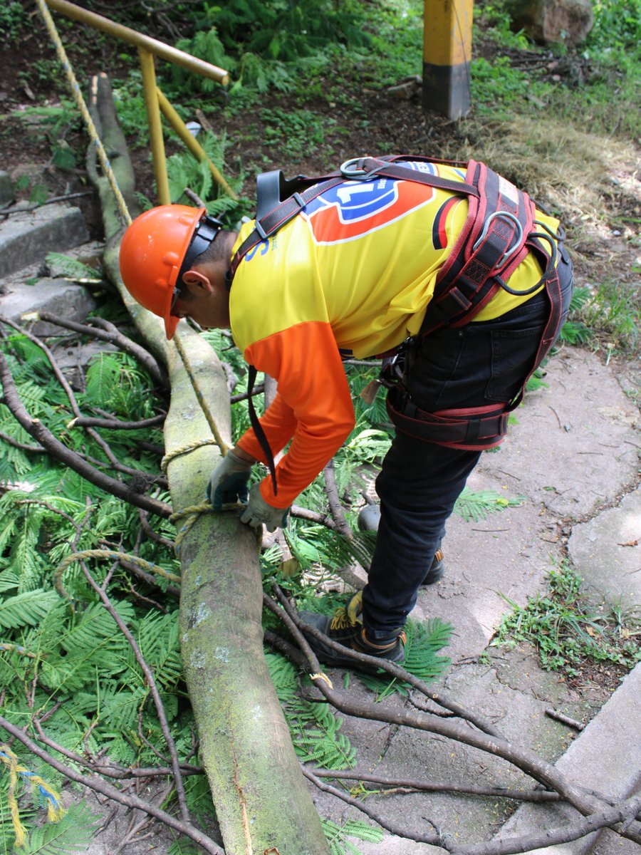 amdc_previene's tweet photo. En atención a una denuncia ciudadana, equipos de SIMGER-CODEM atendieron un árbol con una rama en riesgo de caer en la colonia 21 de Octubre. https://t.co/ElAs6SJZ01