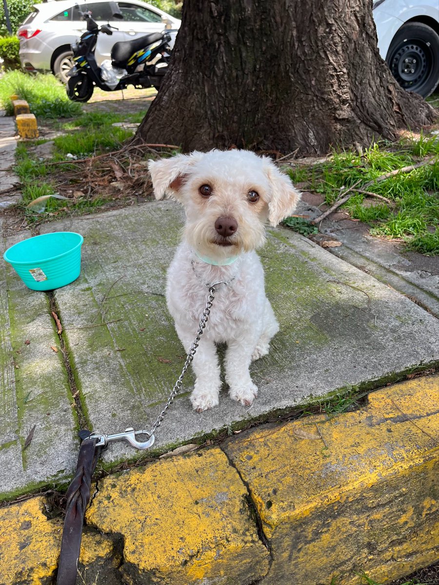 HELA_MORE's tweet photo. Ya vacunamos a Chiquis,ya tiene su protocolo de salud completo.

2 años,talla chica (pesa 5 kg) 
Adopción solo para CDMX. https://t.co/OuaQQQQHzb