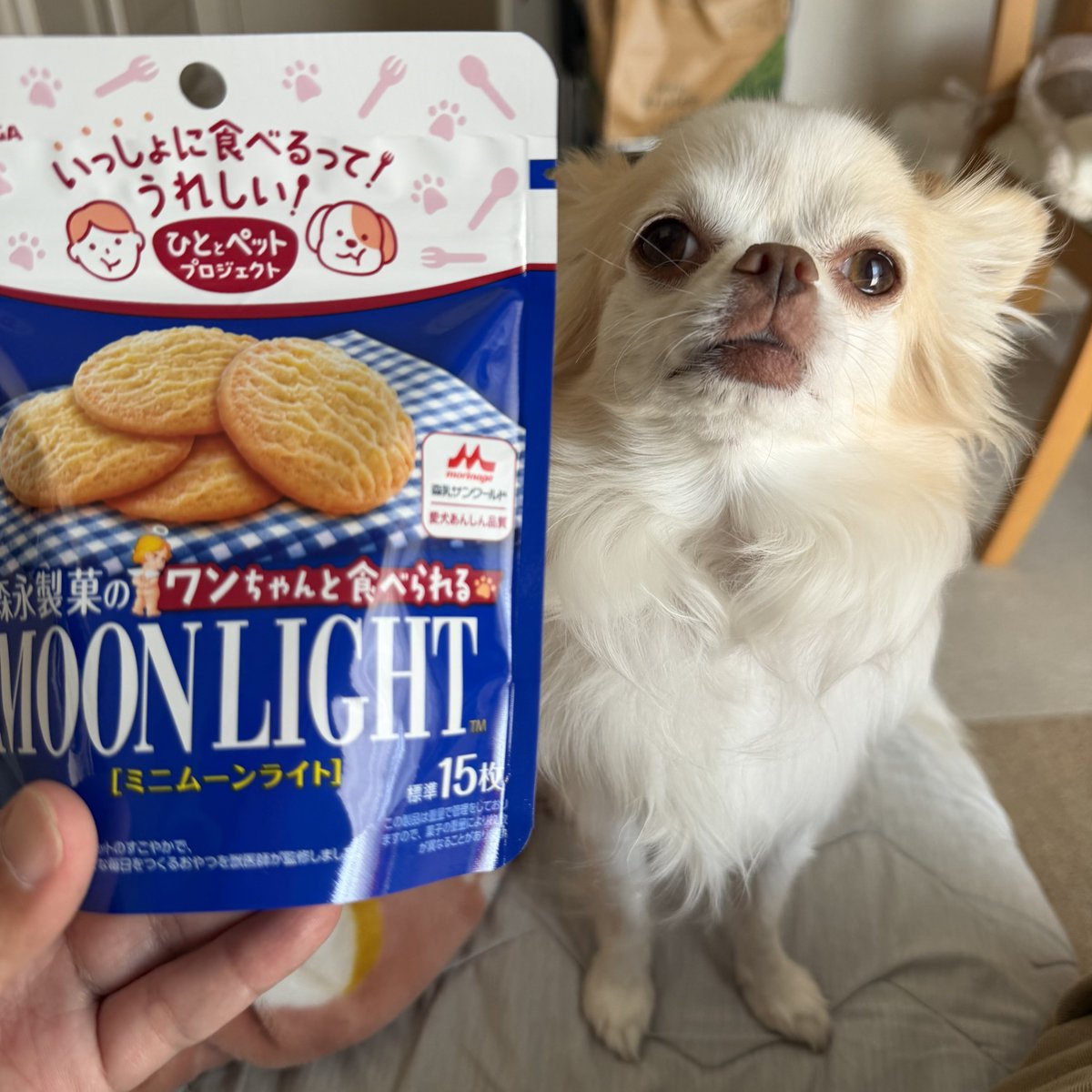 ash2z_'s tweet photo. 一緒に食べられるビスケットを買ってもらったチワワ https://t.co/wS948gbQAH