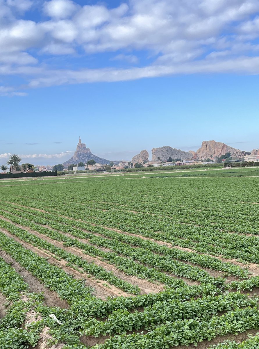 enunlugardelah1's tweet photo. 🍋 Huerta de #Murcia https://t.co/rEPtLhJ9AM