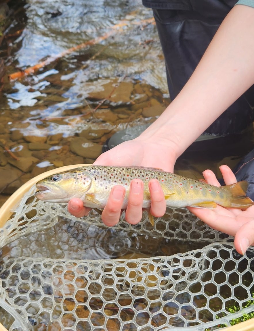 ofoflyfishing's tweet photo. Nice wild brown caught on a Walt's Worm. Go learn how to tie one at https://t.co/I7E2lTLoa4 https://t.co/YJBB7hlkJH