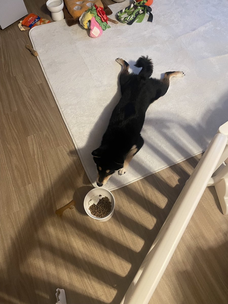 mukuge_0804's tweet photo. なんとか寝たままご飯を食べようと横着する犬🐶
足どうなってるんだ笑 https://t.co/kmGsAaa5ik
