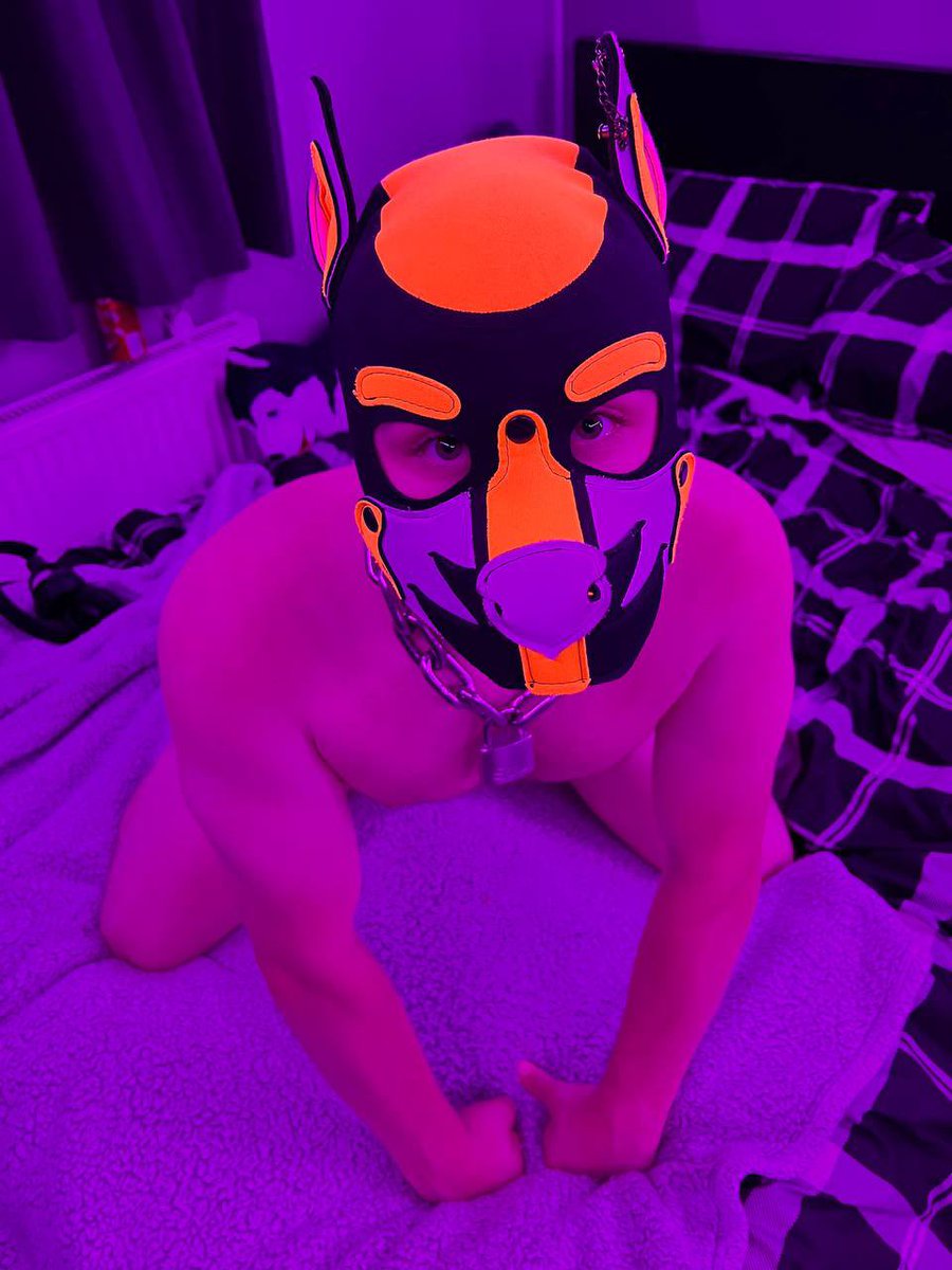 Neo_Doggo's tweet photo. Big puppy eyes full of love 🥰 
Now can I have cuddles please 🥺👉👈 https://t.co/vwzPi95RC6