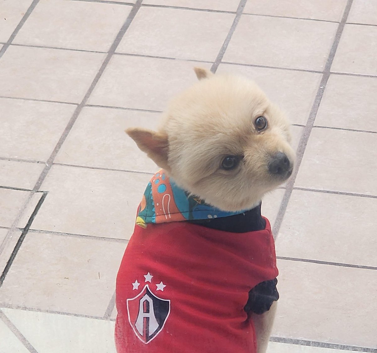 RiveraJabolico's tweet photo. @AtlasFC El buen Tilin siwmpre Fiel ❤️🖤⚽️👍 https://t.co/FXtEWhPPHI