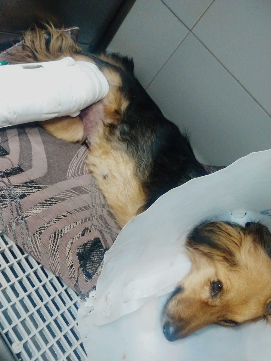 OMFA_Refugio's tweet photo. Luna sigue internada 
Los gastos de solo el primer día de ella fueron de 520mil pesos, a eso hay que sumarle 4 días de internacion ya que va a permanecer mínimo hasta mañana internada.
Necesitamos ayuda para poder pagar la deuda de veterinaria 

Alias Mercado Pago: Omfamoreno https://t.co/0YBsGB2g6s