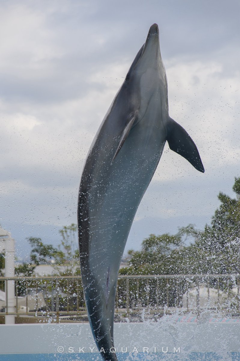 Skyaquarium's tweet photo. ワンショット！！📸🐬

#マリンワールド #シカマル https://t.co/ckco8sgQyA