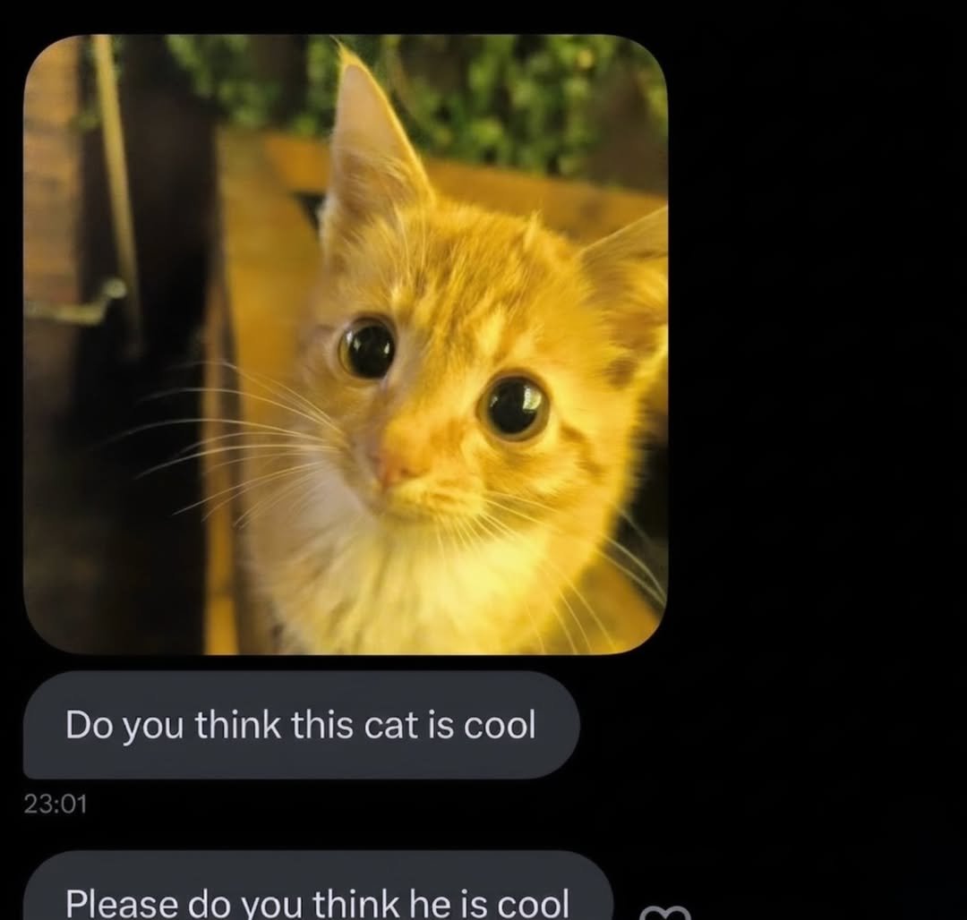 smol silly cat tweet media