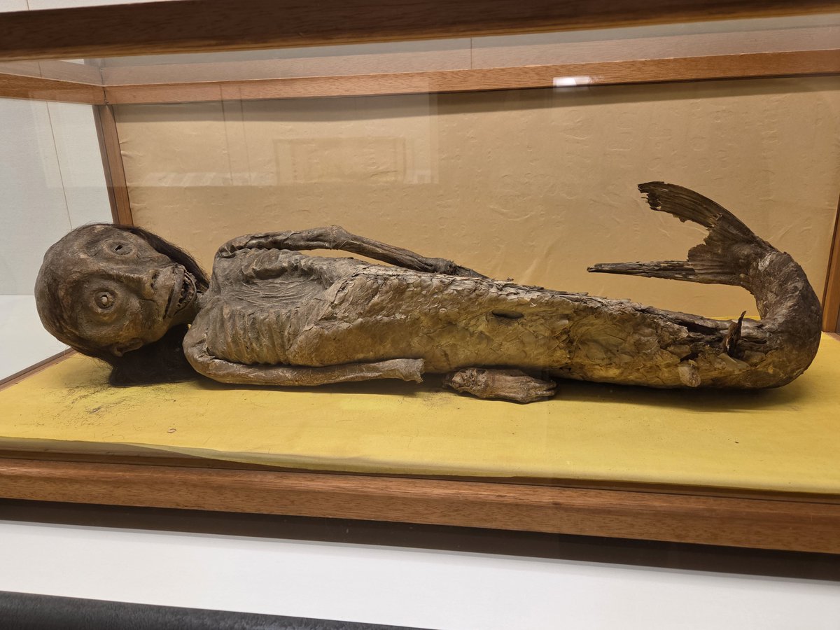 akatoki0's tweet photo. #鳥取県湯旅  21
·今回の旅の目的「妖怪・幻獣づくし展」を、鳥取県立博物館で鑑賞
·なんでも鑑定団で紹介された《筑前化物絵巻》はキャラがたっていて面白い！他に人魚や件(くだん)の剥製や、伝承記録などなど。一世を風靡したアマビエ様も
·山、海、動物と自然界との共存「境界」の意識 https://t.co/cN6g3Pb7XS