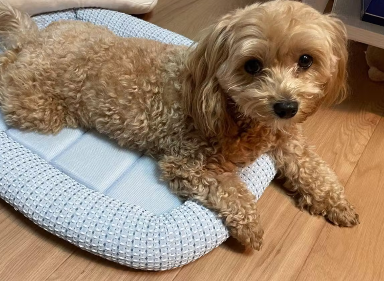 wanqol's tweet photo. 犬用のベッド、何を使っていますか？

今回は夏に向けて、マルプーが、ふかふかのクッションマット、薄型マット、ドーム型の3種類を実際にお試し。

それぞれの寝心地や使い心地を比べてみました🐶
https://t.co/UwObGKlK4Z https://t.co/a10hsVaM6e