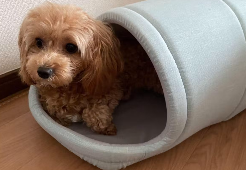 wanqol's tweet photo. 犬用のベッド、何を使っていますか？

今回は夏に向けて、マルプーが、ふかふかのクッションマット、薄型マット、ドーム型の3種類を実際にお試し。

それぞれの寝心地や使い心地を比べてみました🐶
https://t.co/UwObGKlK4Z https://t.co/a10hsVaM6e