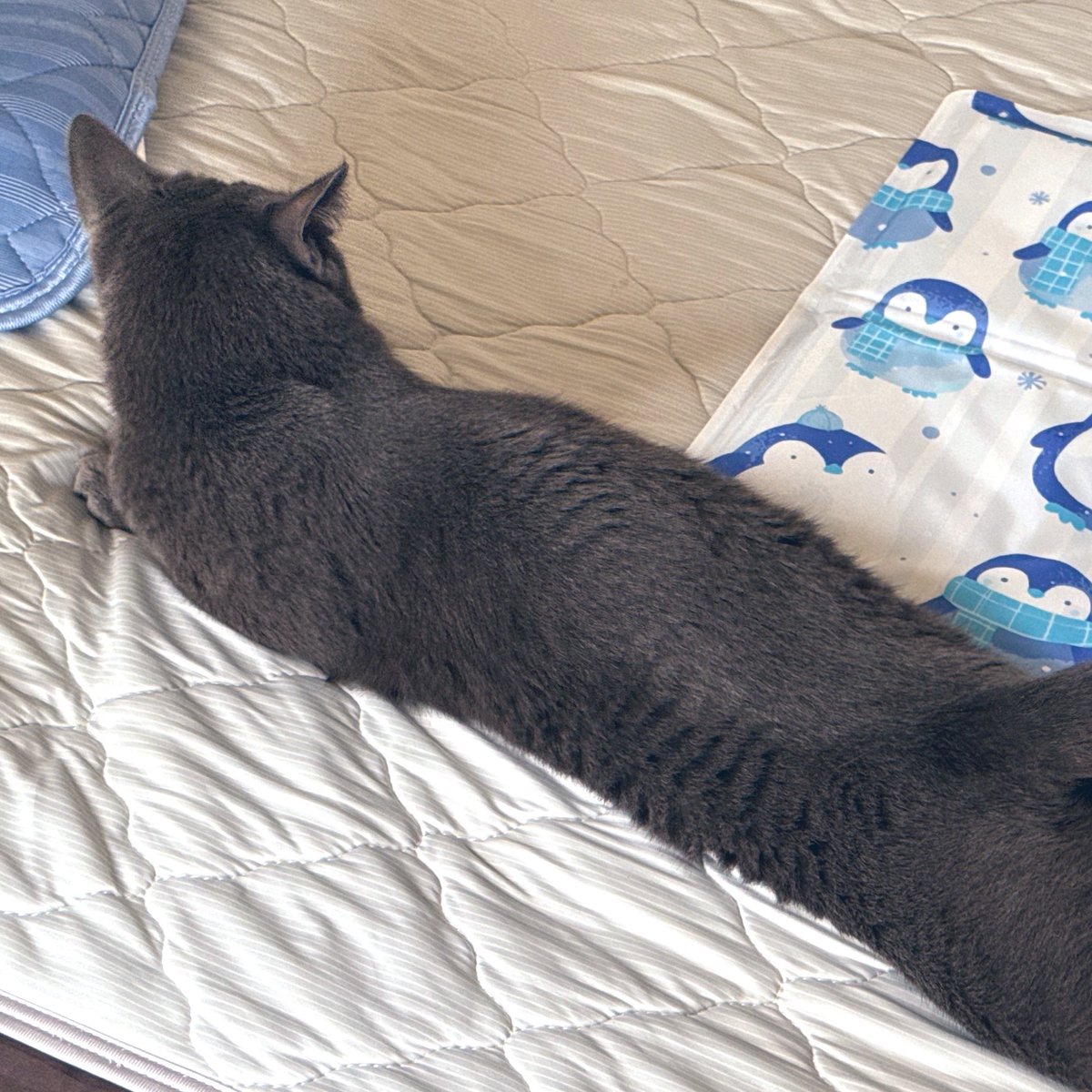 neko_days's tweet photo. ひんやりマットを使いそうで使わないビルくん https://t.co/aCf2qHsCz5