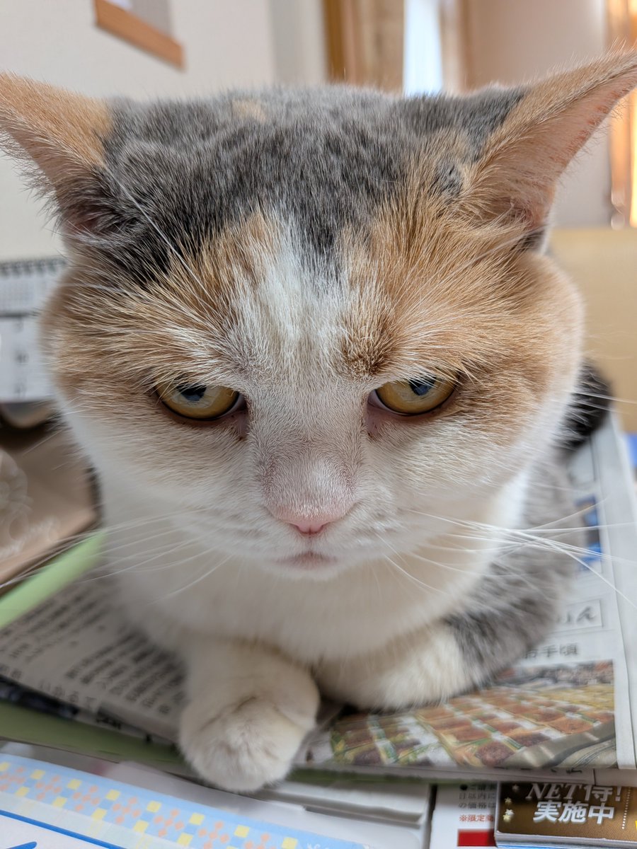 猫のいる暮らし