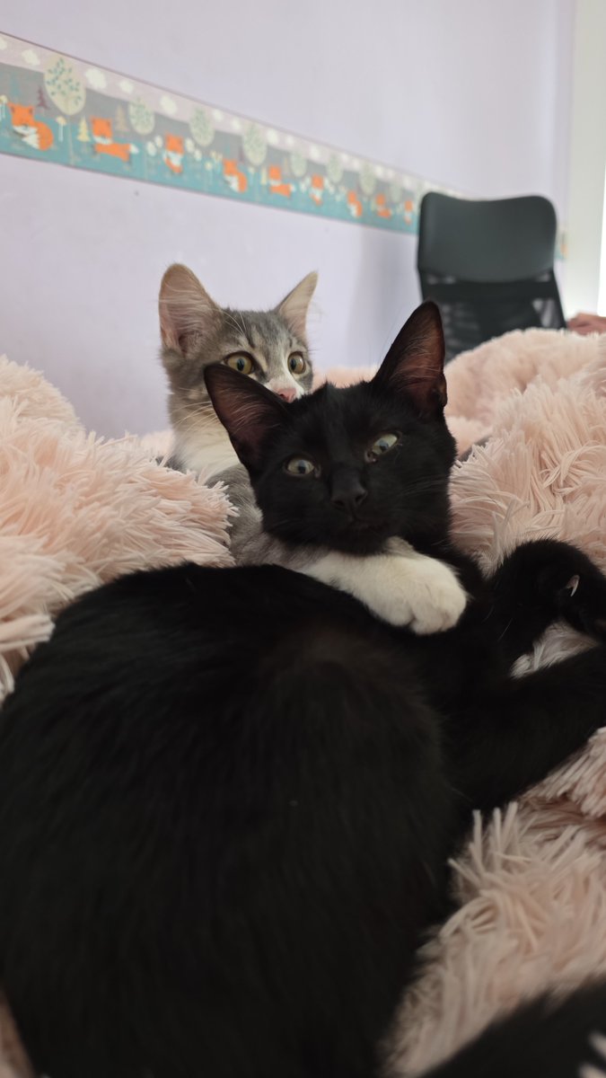 timephilosopher's tweet photo. 🐈‍⬛ 🐈 https://t.co/beb0GVBXKk