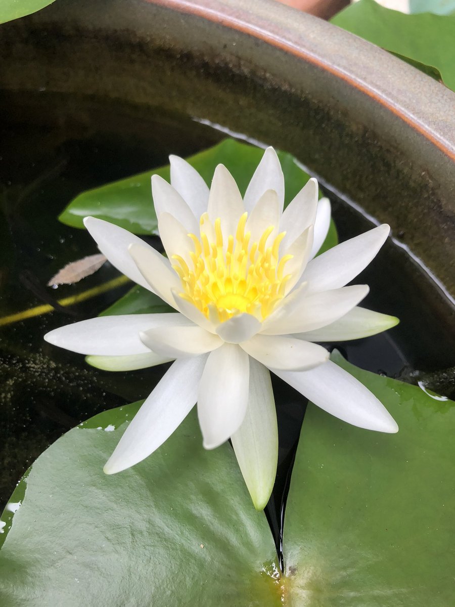 comendoomori's tweet photo. おはようございます☀今日も晴天です。本日も宜しくお願い致します🍀倉敷市児島の不動産情報は→https://t.co/6pBunME5Fq  #倉敷市賃貸　#児島不動産　#児島売買　#住まいる岡山 https://t.co/v1SmjKwDAp