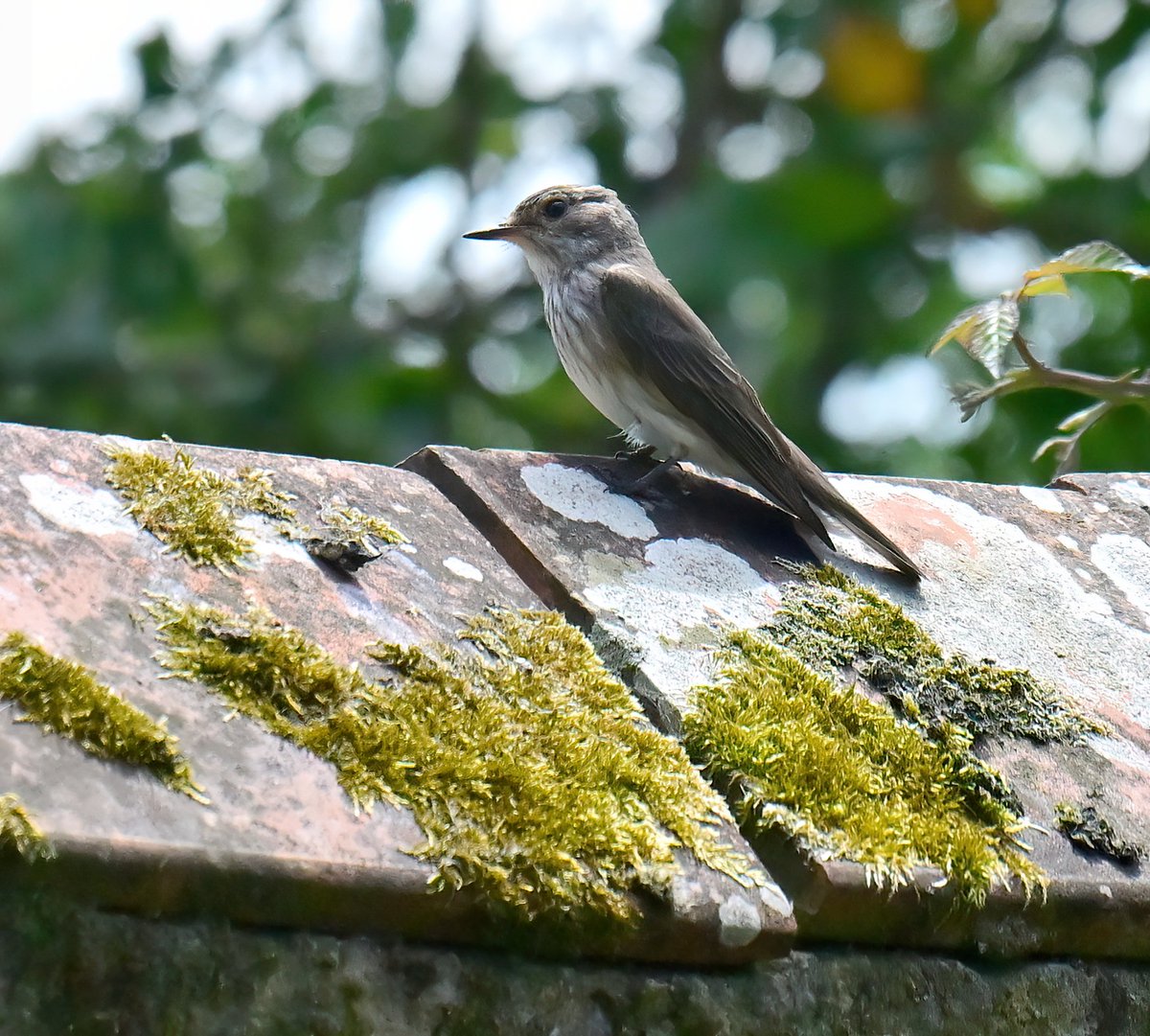 CarlBovisNature's tweet photo. Spotted Flycatcher on the wall. 😍
 Taken recently in the garden of @SomersetCool 😊🐦 https://t.co/XzOBcwp2i6