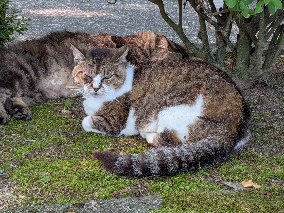 kopemom's tweet photo. みんな女の子なんだけど😸１ぴきオジサン猫混ざってたかなぁ〜😸 https://t.co/ERsh5Z4vfx
