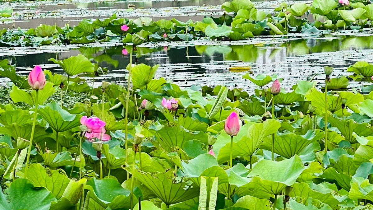 ReinaldoDiasda9's tweet photo. [The first summer rain just hit—air smells like jasmine and freedom, perfect for putting on old sneakers and dancing in puddles! ]， https://t.co/Ar3GNgGaHf