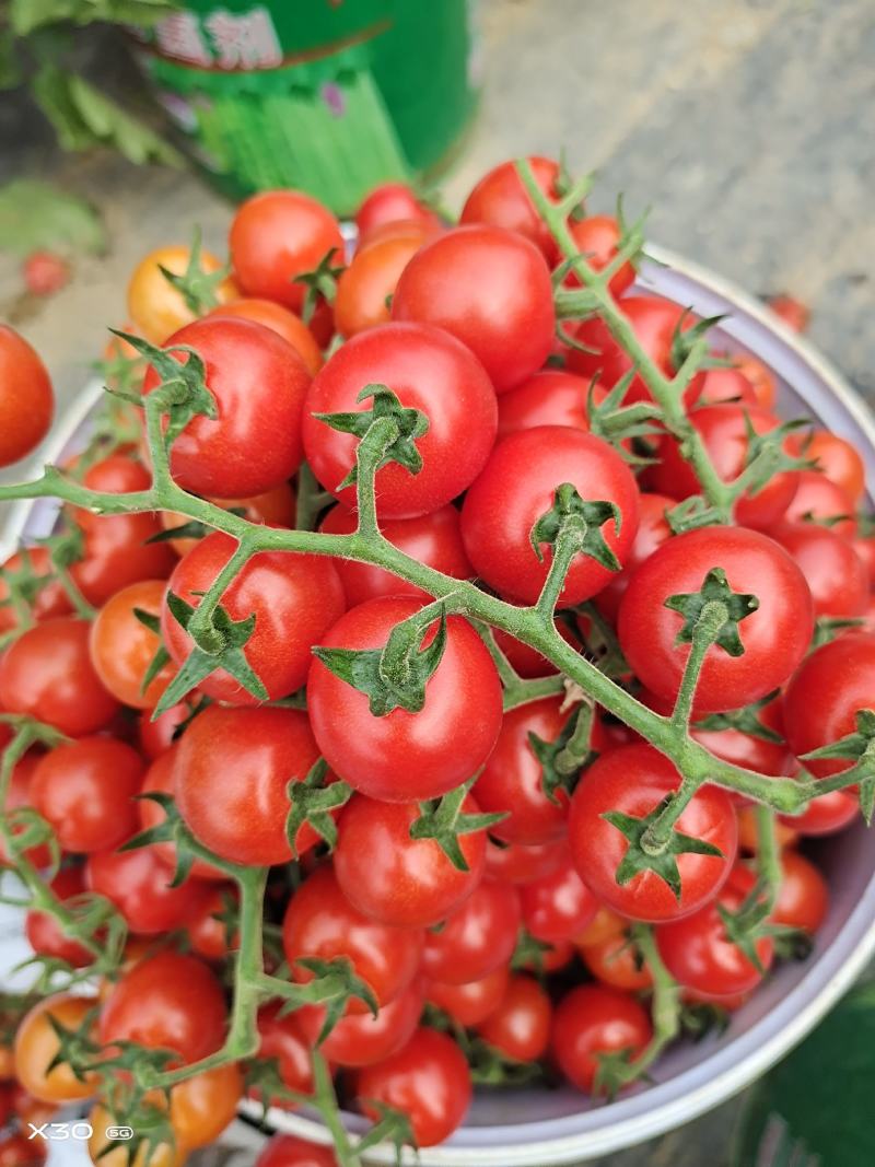 BarrettFiachra's tweet photo. Just tried the sweet, juicy cherry tomatoes from local farm — burst with natural freshness, no weird aftertaste, perfect for salads or snacking! https://t.co/wLZYIwFdFE