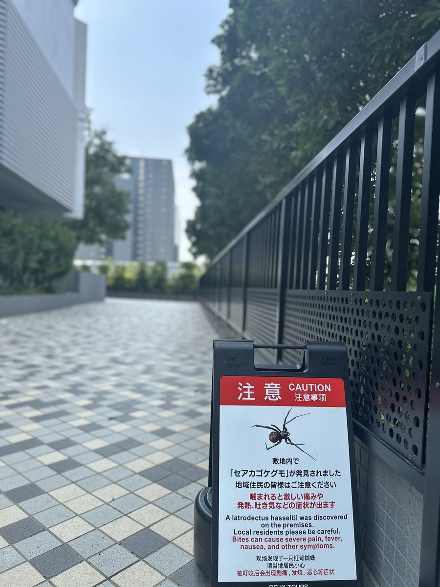 wm_morita's tweet photo. 2014年、関東でセアカゴケグモが発見された時には大きなニュースになった。
いまは普通に出没している。
確実に外来種が広がっている。 https://t.co/pV5KYpDyvq