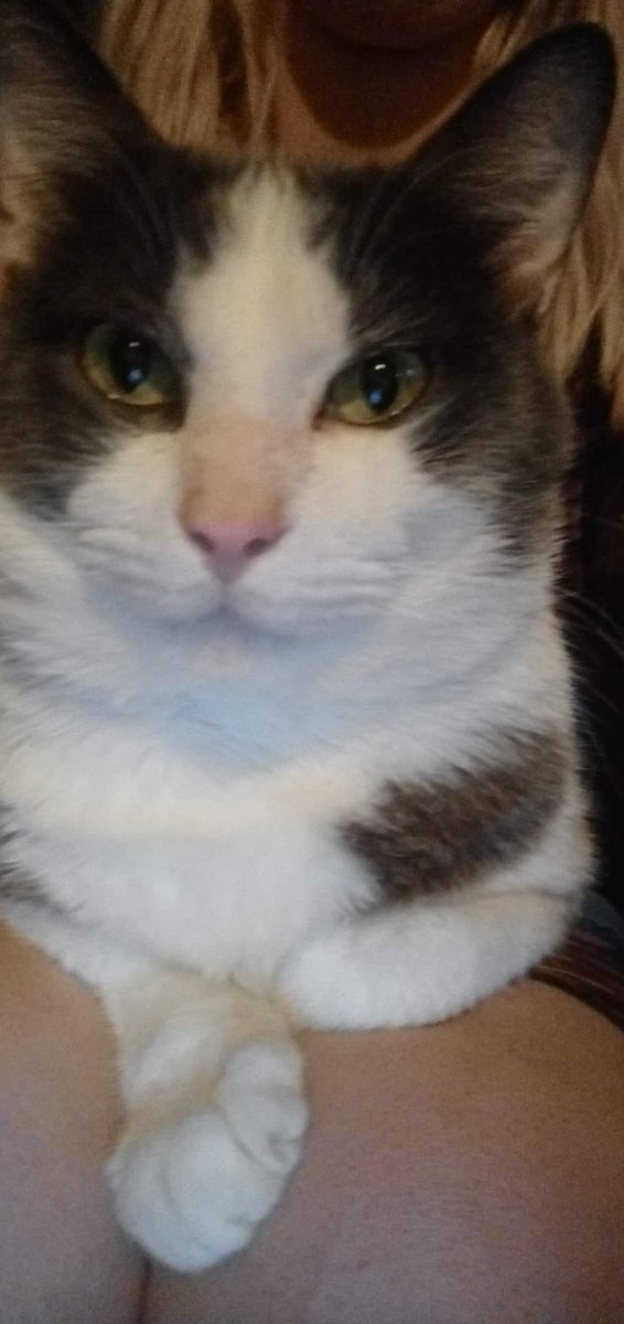 CalamityGreed's tweet photo. @DeadlyBoop Here a picture of my late cat who sadly pass away last year around August his name was Majora https://t.co/moJMXQSwvA
