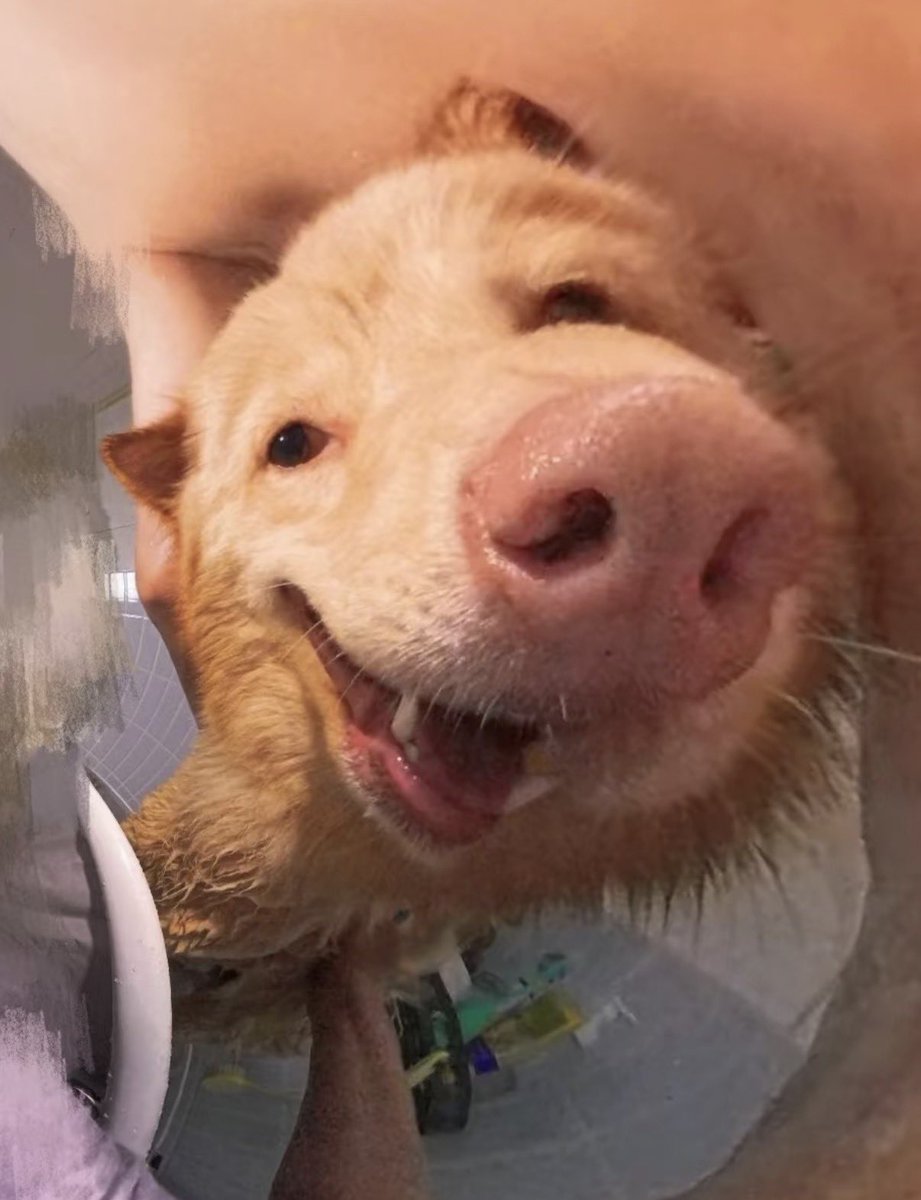 twaniimals's tweet photo. https://t.co/cdIguuAIUB
