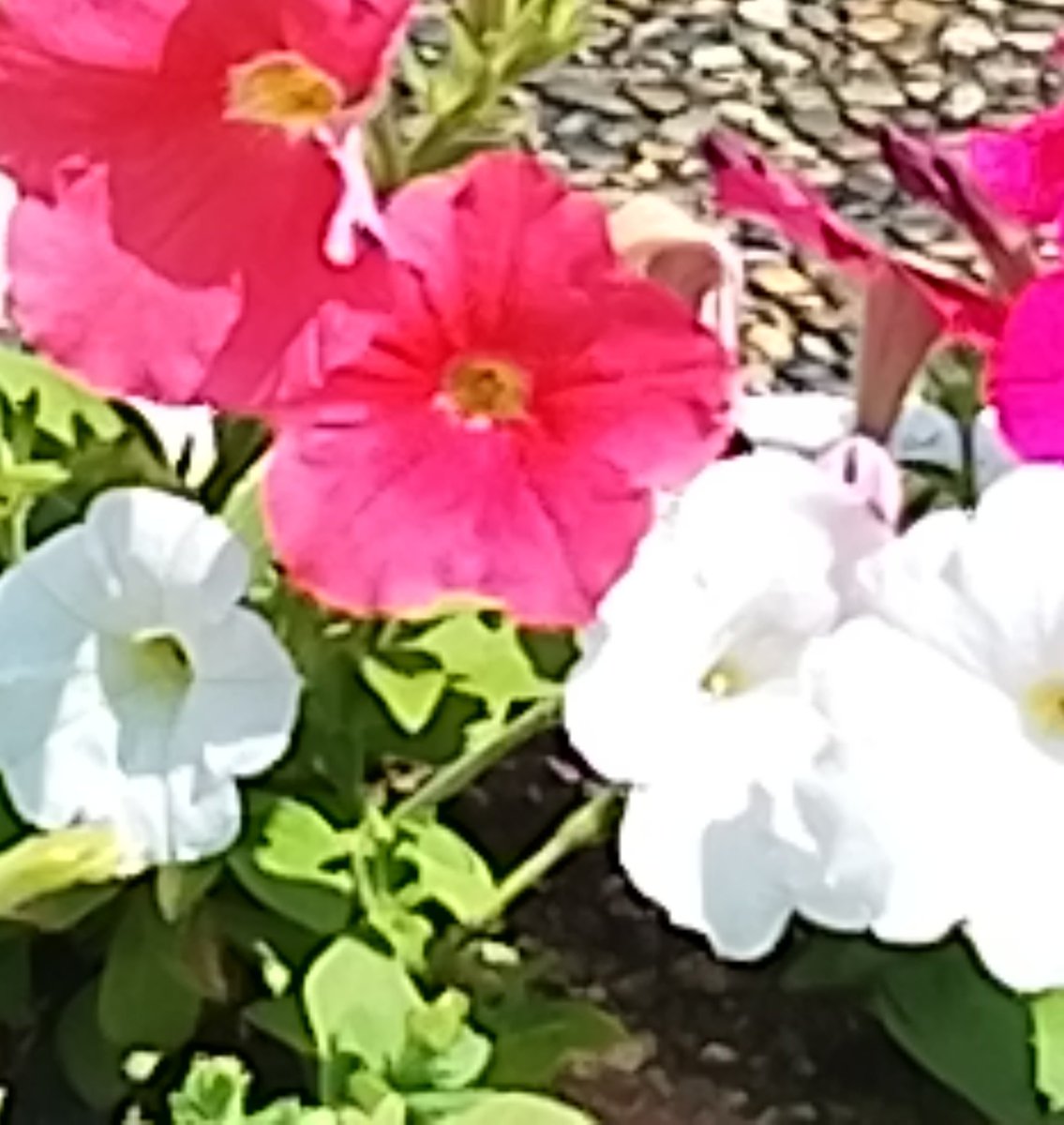 lovetankko's tweet photo. おはようございます😊🌺🌿

７月２２日（水）の
岡山南部は晴れ時々曇り
🌞☁️
最高気温３８度🌡️予報
朝から部屋の中も３０度🌡️
という暑さ🥵

返信を送ったのに送れてない状況があるみたいですゴメンナサイ🙇🍀

今日も涼しくして　ご安全にお過ごし下さいね～🙆🥤🧃🍦🍉💖 https://t.co/ErwTYgwMVV