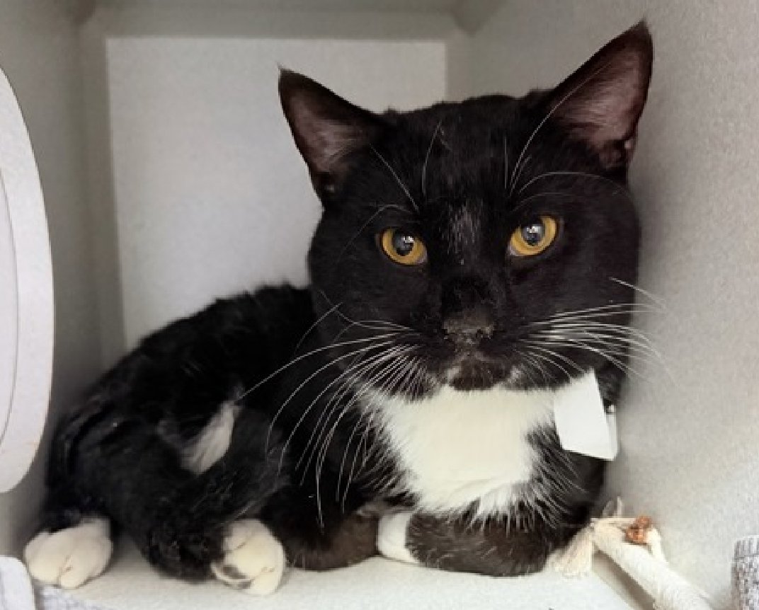 JLthekid9999's tweet photo. 🆘🆘 ROCKY MEOWBOA (ID 257934), 2 YO, MALE –  IN MANHATTAN ACC - came into the shelter as an owner surrender on 7/2/2026, with the surrender reason stated as person health - allergies.    🆘🆘 😿 😿 😿 😿

➡️TBD 7/23/26

➡️ 🆘🆘  1ST Chance on Emergency Placement List – VERY URGENT – 🆘🆘 😱🔥🔥😱

➡️ 20 DAYS IN SHELTER – TOO LONG – TIME IS RUNNING OUT

➡️ ROCKY MEOWBOA IS ON THE EPL FOR MEDICAL REASONS - Rocky has a moderate upper respiratory infection and is eating but not well. He needs supportive care, robust nursing, and medication.  NOT EATING/APPETITE ISSUES ARE A DEATH SENTENCE IN SHELTER. This evaluation/diagnosis means that ROCKY MEOWBOA will be given very little time for rescue/foster/adoption. 🔥🔥🔥🔥

A volunteer writes: Rocky Meowboa is a very handsome two year old Tuxedo in our care as a family member developed allergies to his dander. He is said to be friendly to all(he would not be a fan of other cats, though), quiet, well mannered, playful and liked to be carried. Coming to the care center has been a very rough change in Rocky's life. He is not home with his family, nothing is "happening", he is stuck in a kennel and whenever his door open, he does not recognize his familiar faces...Rocky Meowboa accepts petting, occasionally slow blinks and slightly leans into pets but his heart is somewhere else...A new home, a new owner will most likely make Rocky Meowboa feel better and slowly put him on the road to recover his livelihood. So, come to the Manhattan Care Center and adopt sweet Rocky! What my friends at ACC say about me: I lived with children in my previous home. I would appreciate slow introductions to new people and places to help me feel safe. I'll need daily interaction with you as I get used to my new life. I can be slow to adjust to new environments. I prefer to take things at my own pace. ❤️ 😻❤️ 😻❤️ 😻

NEEDS OUT OF SHELTER ASAP –

Please RT or pledge, if you can, to save this little one.

@AdamsPaulGrimke

💔😿🙏Thank you