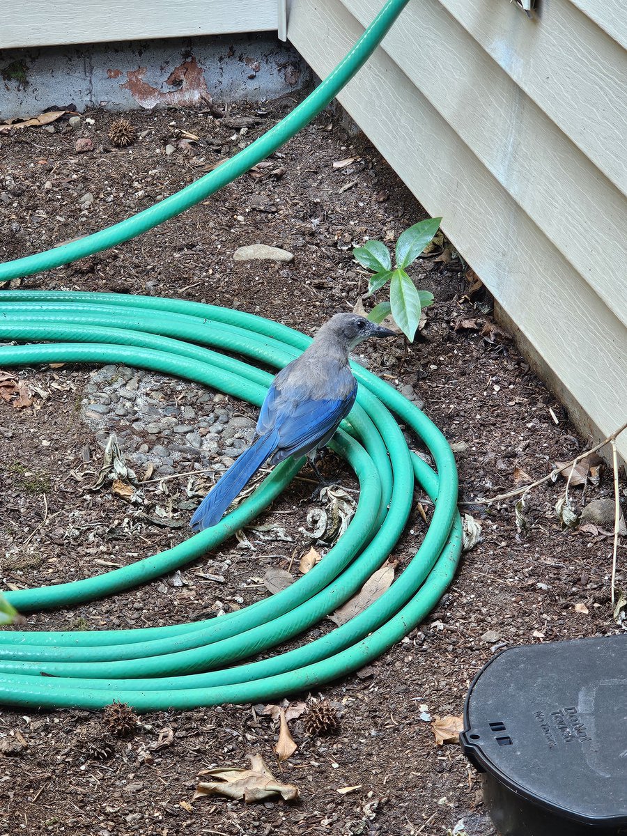 MariaA49395's tweet photo. This bird just asked me for a drink of water! https://t.co/FkV65QVT8X