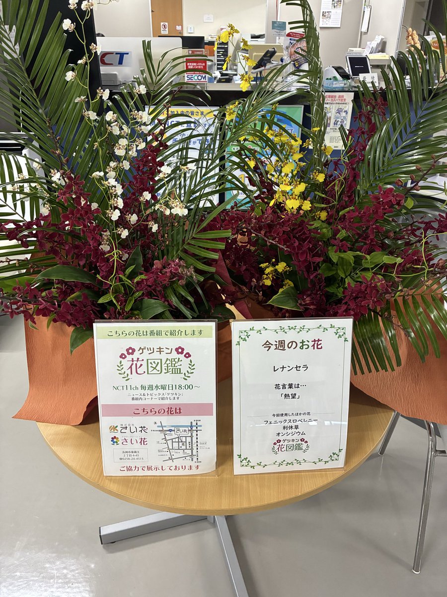 ゲツキン花図鑑》 💐レナンセラ ランの仲間で、小さく赤い花をたくさん