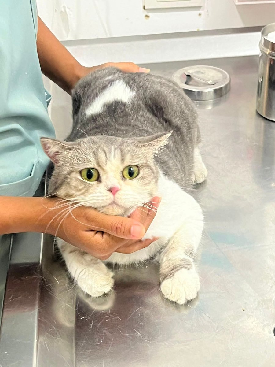 tubbyorangecat's tweet photo. พบน้องบ้านเราแล้วนะคะ 
ไม่ได้กินข้าวกินน้ำ 12 วัน 
ซ่อนตัวเก่งมากๆ พาตรวจสุขภาพค่ะ 
สิ้นสุดการค้นหา ขอบคุณทุกคนมากๆค่ะ🥹💖🤏🏻 https://t.co/iPqB2CA3Y7