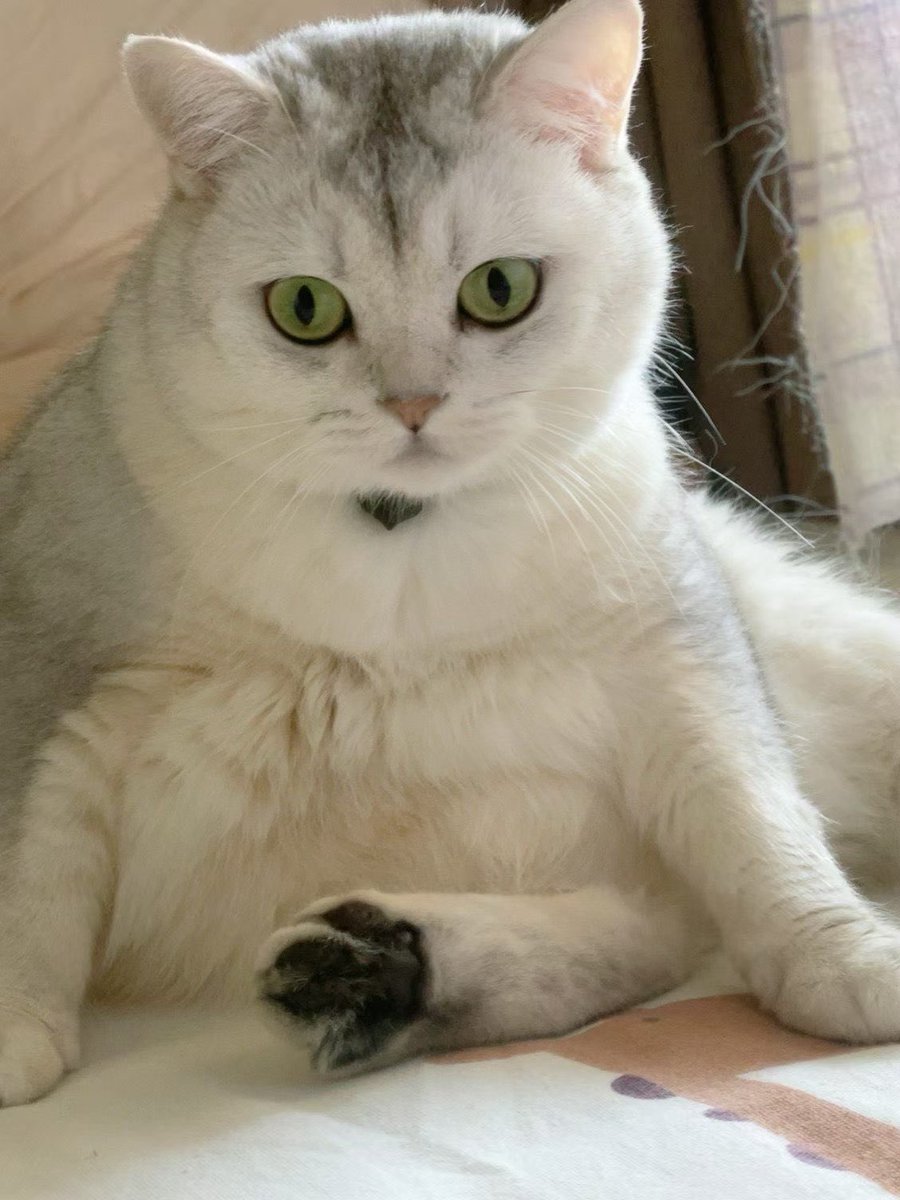 AllureLe's tweet photo. 🐱 https://t.co/l36XcgKxkb