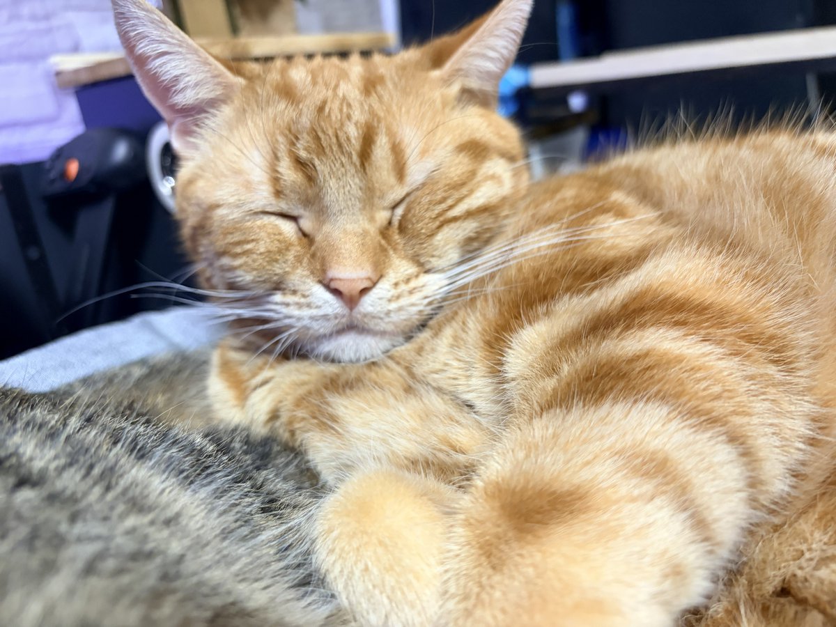 ねこちあ tweet media
