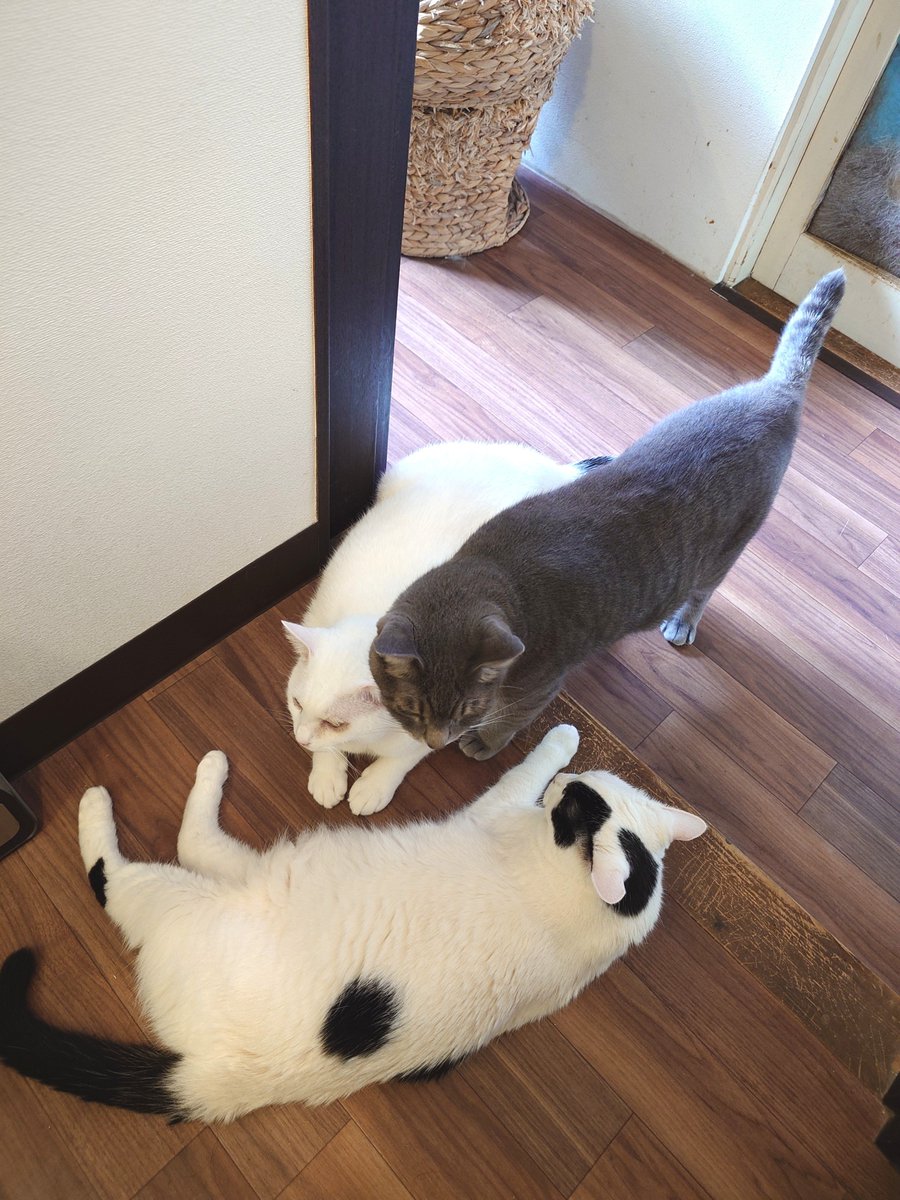 11totto22's tweet photo. 出勤前洗面所での猫達。
動いていても何故か人気の洗濯機の上、モカだけは乗ることが少ない。
歯磨きを終えたら後ろに三匹集まってた。
昨日から暑さが厳しくなってきた、人間も猫や動物達が熱中症などで調子を崩す人が少なくありますように。 https://t.co/v2ZS0mxt42