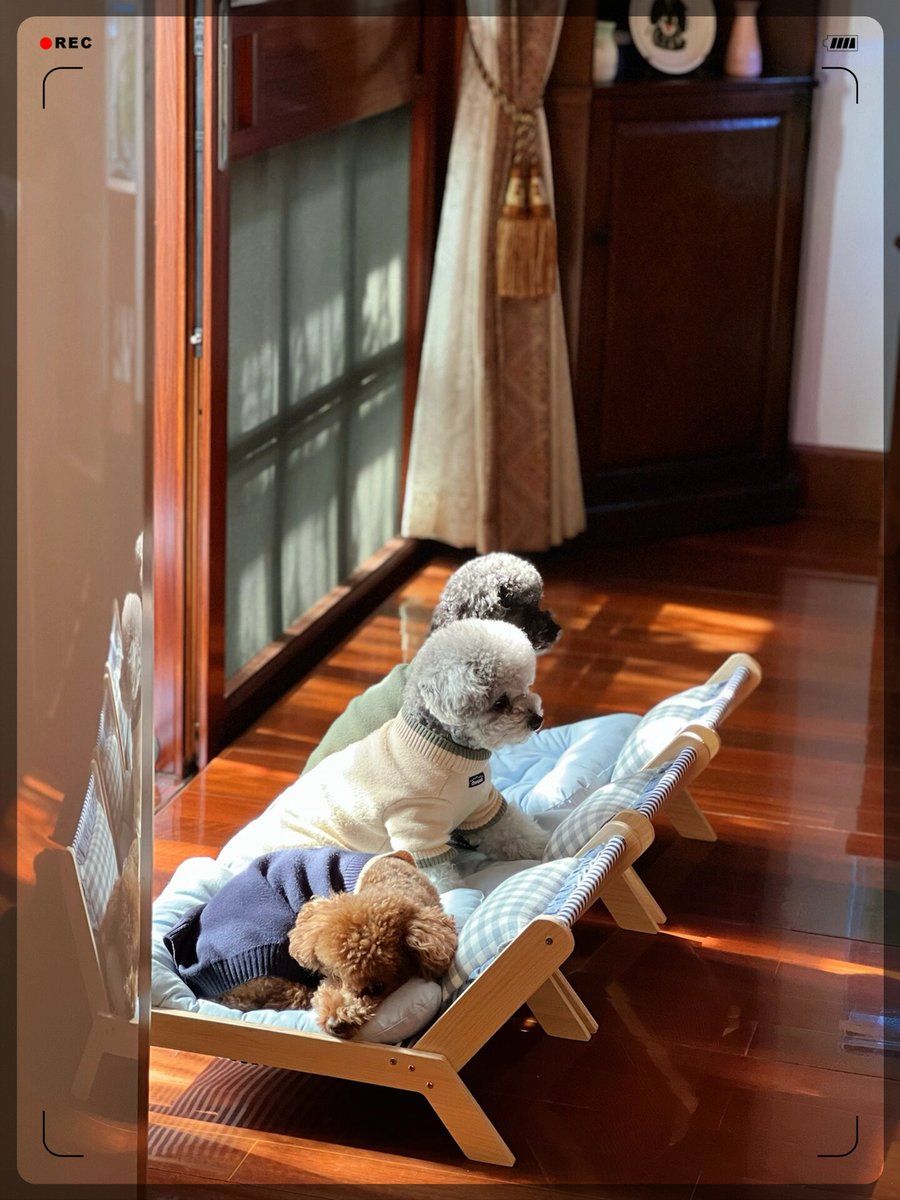 ROVLkJWICD5GK8T's tweet photo. 晚饭后的阳台小聚，爸妈晒着太阳剥橘子，狗子趴在脚边打哈欠，软乎乎的日常就是最棒的礼物， https://t.co/uprTsTaLCj