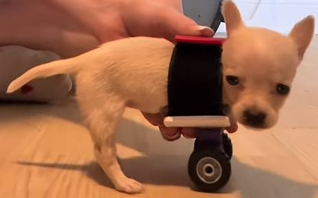 Muststopnhemmy's tweet photo. @MemeRetire It would be great if we can get $BELLY a new set of wheels

Instead of the lego wheels https://t.co/YxQlveM9lc