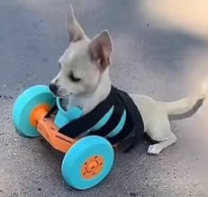 Muststopnhemmy's tweet photo. @MemeRetire It would be great if we can get $BELLY a new set of wheels

Instead of the lego wheels https://t.co/YxQlveM9lc