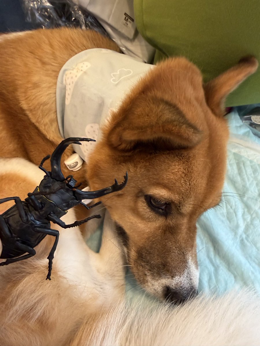 tofu_2018's tweet photo. リアルな食玩&amp;雑種犬 https://t.co/5mJRlb4YRX