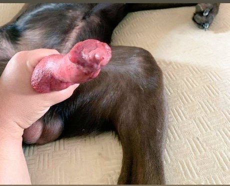 Veraak9's tweet photo. Welcome to my world of wicked cravings 
Unfiltered fantasies Wet whispers. One click,and you're mine, Subscribe then beg for more😈
DM me if you can take the heat 👇

https://t.co/wXBAjw5ew1
https://t.co/VFIbuO2ItC

#zoophillia 
#dogknot
#zoo
#taboo
#usa
#france
#Australia https://t.co/5KaIiYxRTW