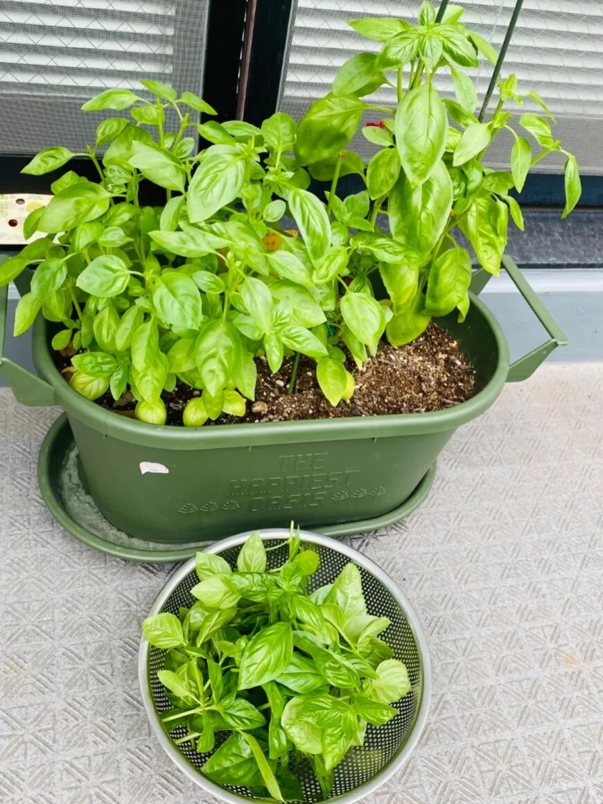 jhy101125's tweet photo. Turned my messy balcony into a tiny green herb garden this weekend – fresh basil for pasta, mint for iced tea, and the best part No more overpriced grocery runs for these! , https://t.co/aVDlauL9yu