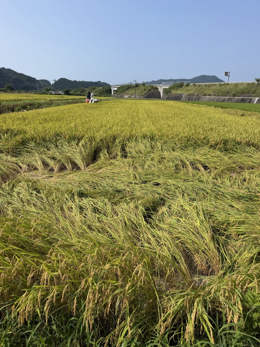 121_masashi's tweet photo. 今年もこの時期がきた〜🌾

頑張りますか〜 https://t.co/e1Y18pP3P1