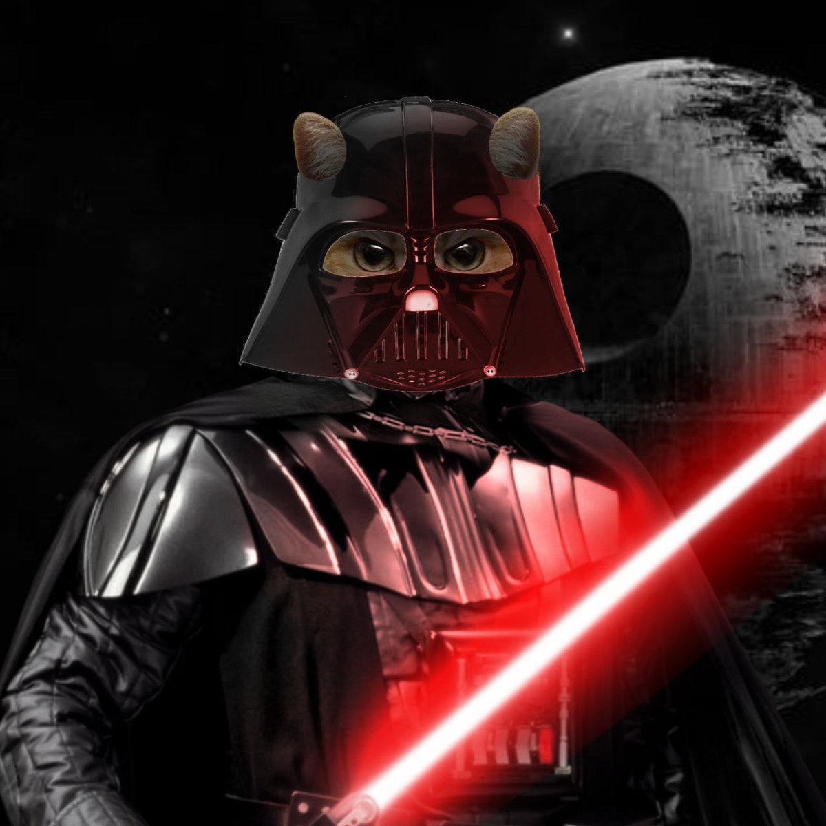 starecatstaring's tweet photo. I AM YOUR FATHER *every meme cat in existence* https://t.co/KZ2vXmqUuZ
