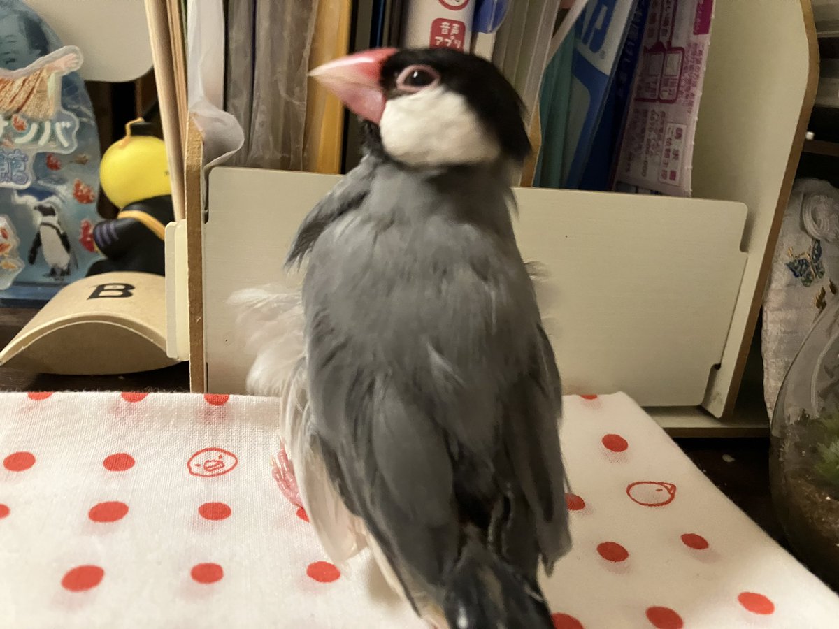 bunchodo's tweet photo. おはようトリちゃん
#文鳥 https://t.co/oPr8dhIEL7