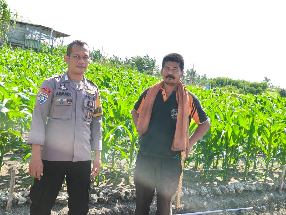 HumasResMajene's tweet photo. MAJENE - Upaya memperkuat ketahanan pangan nasional terus digelar Polres Majene, Bhabinkamtibmas Polsek Banggae, Bripka Ahmadi, Pantau lahan pertanian jagung milik Bidin, anggota Kelompok Tani Sipatuo di Lingkungan Buttu Kelurahan Tande Kecamatan Banggae Timur, Rabu (22/7/2026). https://t.co/tJy1DeDzyv