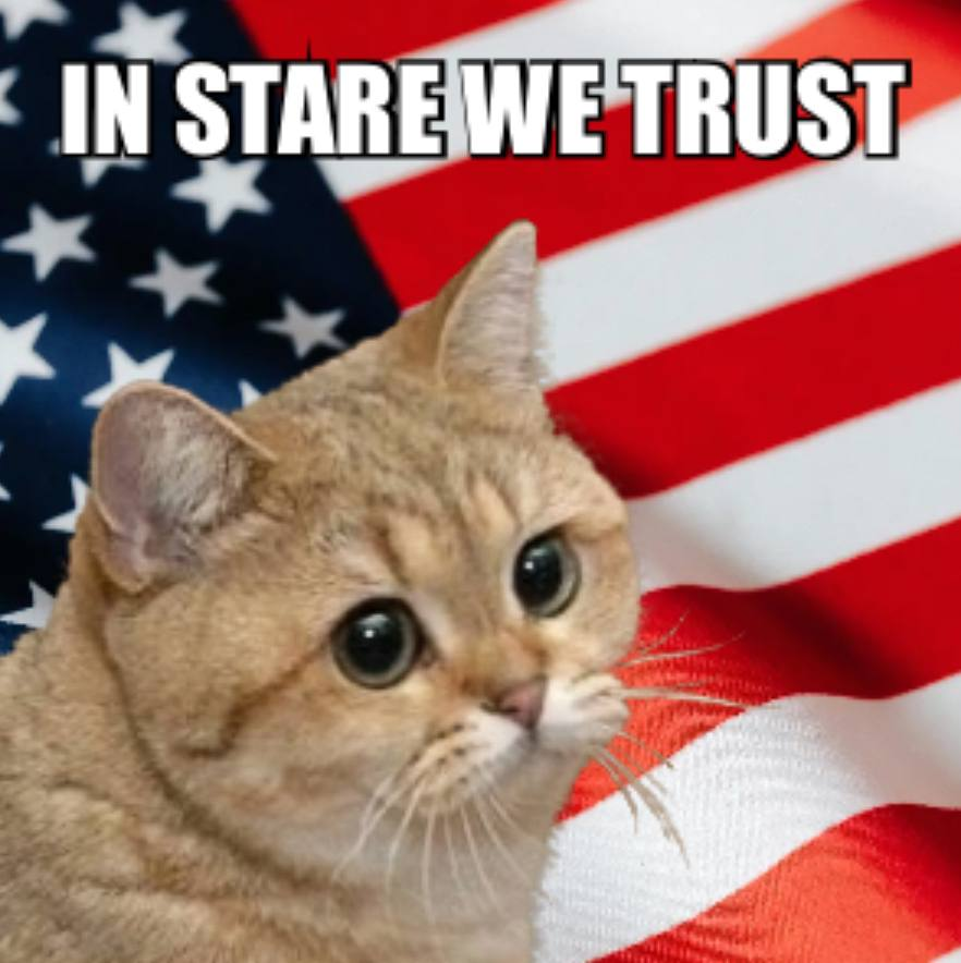 starecatstaring's tweet photo. in stare we trust https://t.co/s2UoW5MRpX