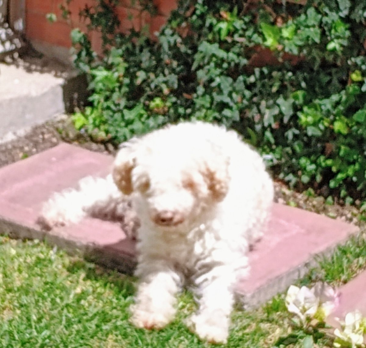 munekfiona's tweet photo. Felicidades escuinclas las quiero. Gracias por todo siempre, Oly ♥️ Yira ♥️
#DiaInternacionalDelPerro https://t.co/dnx3Ca380J