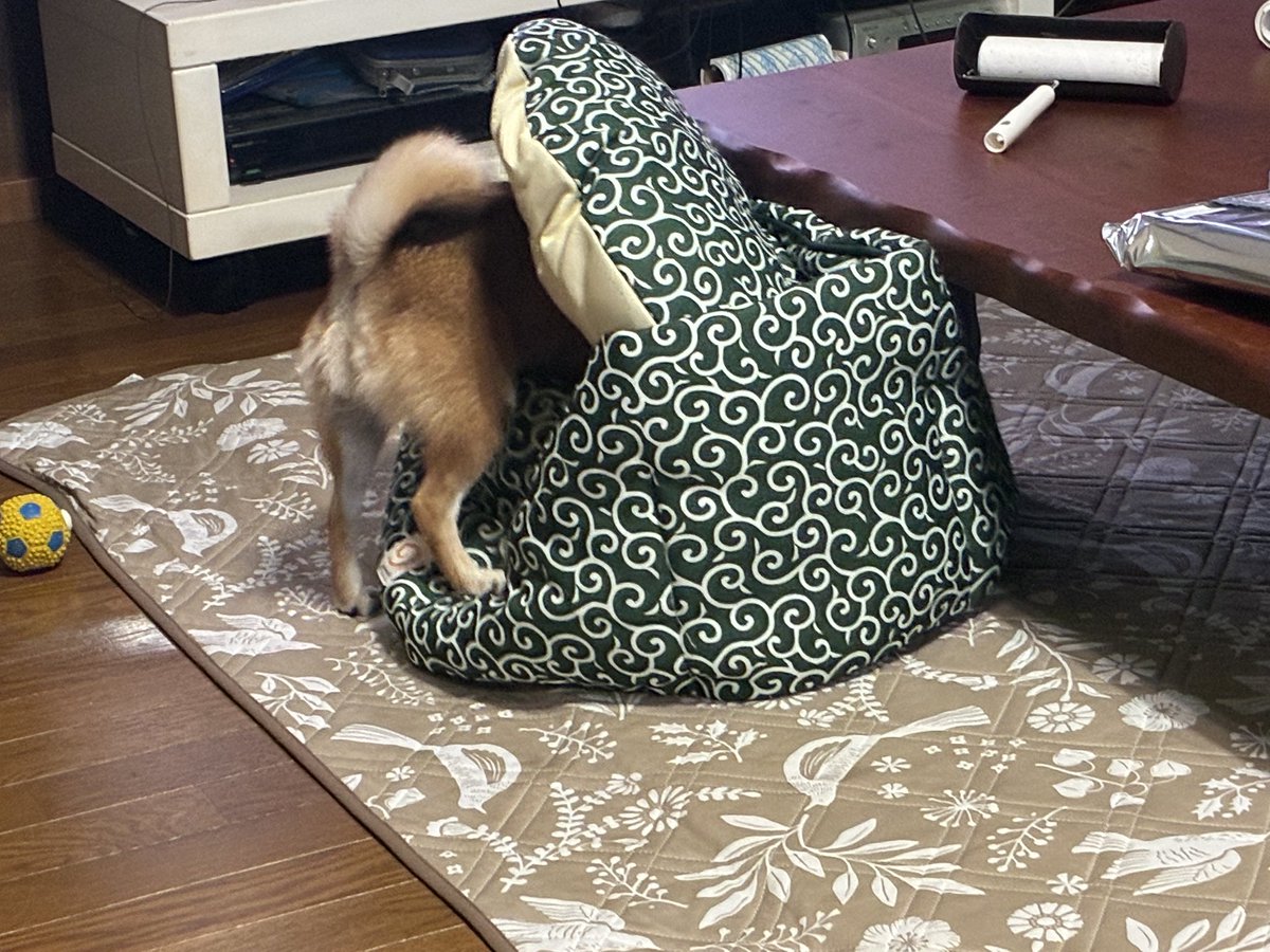 neko3810modoki's tweet photo. うちの犬です https://t.co/07ZrTuOBSC