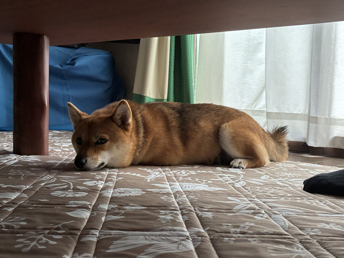 neko3810modoki's tweet photo. うちの犬です https://t.co/07ZrTuOBSC