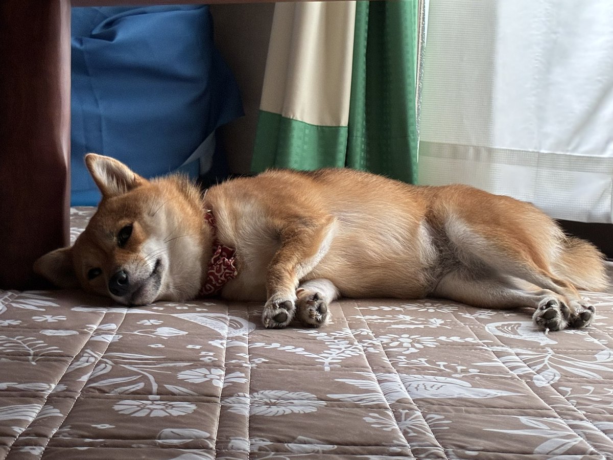 neko3810modoki's tweet photo. うちの犬です https://t.co/07ZrTuOBSC